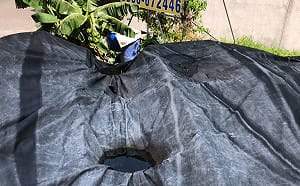 病媒蚊總卵粒數飆升　台南這幾里快孳清