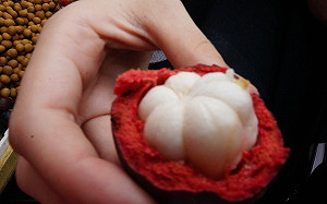 睽違16年來台又被退貨！泰國首批山竹包裝不符檢疫標準遭退