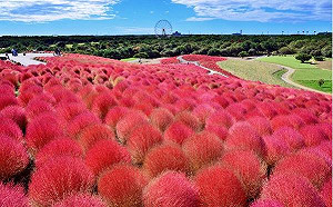 背包客逛世界》日韓10月限定！療癒系圓球狀波波草原染紅大地