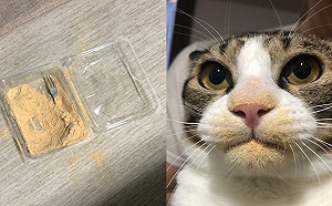 喵星人偷吃沒擦嘴證據塗滿臉　貓咪：朕補粉啦！