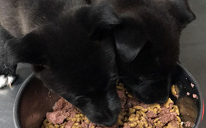 中秋烤肉與毛寶貝分享？動保處：千萬不要