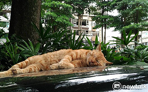 嫌惡臭味店家設鐵網企圖傷貓！動保處：最高可罰200萬