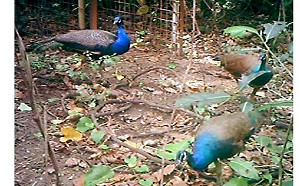 搶救生態！日宮古島發孔雀追殺令  2050年前清空