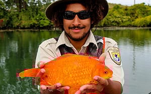 無良主人！棄養金魚竟沖馬桶　「驚人照」曝現況：失控了