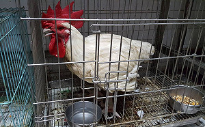 深夜驚見「帶路鴨」、「開光雞」遊蕩！騎士險釀車禍意外