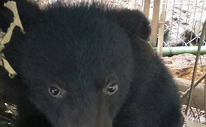 (影)台東廣原小熊名字出爐！布農語「Mulas」象徵堅忍不拔