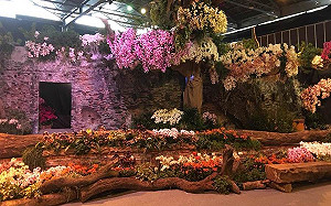 台中接世界闌展貶國際蘭展   台南指展覽內容不同