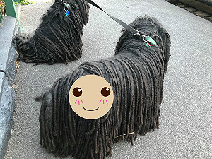 出門遛拖把犬！連2天「野生萌物」跟回家　飼主一看傻眼