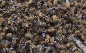 500多萬隻蜜蜂集體死亡　蜂農損失200多萬元