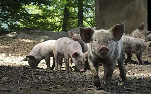 緊張關係緩解 加拿大豬牛肉將恢復出口中國