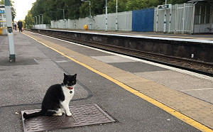 (影)倫敦喵站長每天月台報到　堅守崗位監票討摸摸