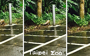 穿山甲脫逃逛大街？動物園同仁驚：原來是野生的