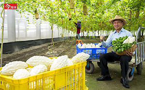 上面種電、下面種瓜  他年收3千萬  台灣太陽能兆元商機爆發