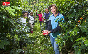 用咖啡取代檳榔！921後家園全毀　他靠「黑金」2億產值救了國姓鄉