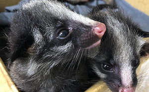 工廠天花板傳異聲　打開看…竟是3隻剛出生的白鼻心寶寶