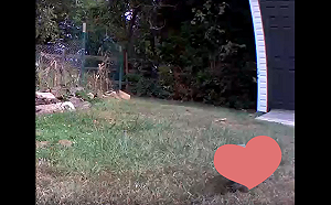 (影)農作物頻遭竊！監視器逮「萌爆小偷」　男一看畫面陷熱戀