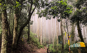 甩掉中秋大餐脂肪！這4步道能看美景又有運動效果