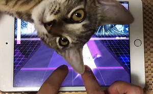 (影)玩遊戲主子不停湊熱鬧　貓奴崩潰：根本魔王關卡