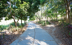 高雄市鳳凰山步道插旗警示  列登革熱高風險警戒區