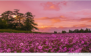 粉紅仙境！福壽山農場波斯菊花海綻放至10月中旬