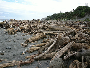 颱風過後  屏東境內漂流木即日起開放撿拾