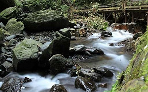 米塔颱風逼近台灣 太平山森林遊樂區今15時30分起預警性休園