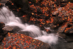 季節限定！全台秋冬6大花季總整理