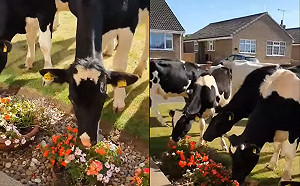 (影)驚見牛牛軍團狂嗑「花草自助餐」　女子崩潰直尖叫！