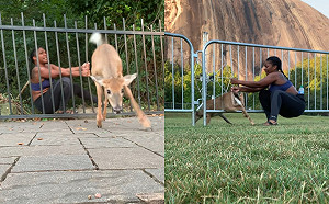 迷糊小鹿剛脫困30秒後又卡住　女子：跳跳課再重修一遍！