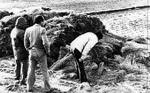 南韓華城連環殺人案 犯嫌再供出30多次性侵