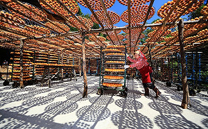 國慶假期小旅遊！曬黃金柿餅、萬株向日葵花海好拍到不行