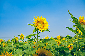 10月限定美景！桃園向日葵花海雙十連假大爆發