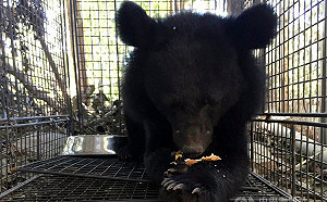 南橫公路黑熊出沒 奮力攀爬萌樣被利稻村民拍下