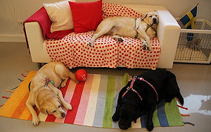 鏟屎官注意！台北市寵物店評鑑出爐　4家業者遭列丙等