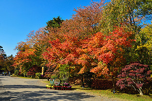 10月楓潮席捲日本！東北8大經典賞楓名所報你知