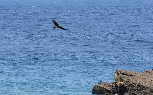 雙十連假賞鳥趣！新北動保處籲勿驚擾鳥類