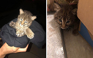 高速公路撿到「貓」！熱心女抱回家徵認養 專家一看大驚