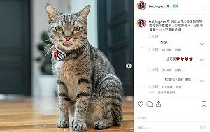 總統級「貓奴」再澄清 蔡想想 : 不要亂造謠