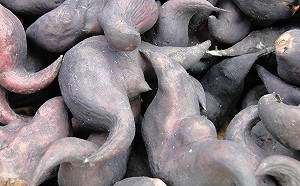 入秋就愛這一味！菱角好不好吃「丟到水裡就知道」