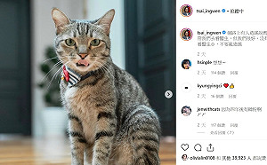 被帶貓看醫生假訊息惹怒？蔡英文：對！不好的操作又出現了