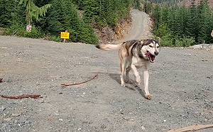(影)走失9天主人試奇招　秒釣出二哈流涎飛奔：肉肉偶來惹～