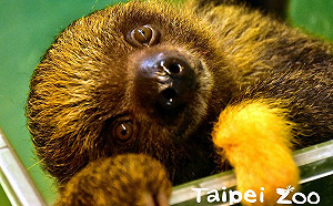 動物園超萌樹獺寶寶健檢初體驗！頭好壯壯順利過關