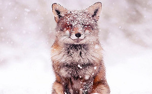 荷蘭攝影師愛拍野生狐狸　雪地系列根本就是童話仙境！