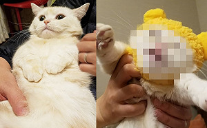 萌萌貓咪戴上帽子秒變臉　齜牙裂嘴氣噗噗全寫在臉上！