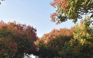 秋高氣爽賞美景！探訪4縣市台灣欒樹玫瑰色秘境