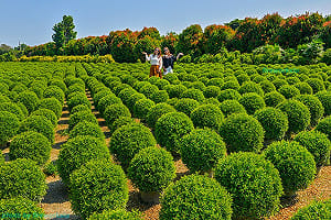 台式波波草在彰化！田尾公路旁整片翠綠圓球超療癒