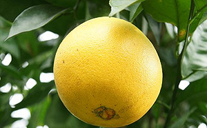 被譽為「甜橙貴族」　專家教你選購臍橙4要點