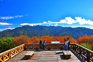 期間限定！檜木專車、攝影達人帶路探阿里山楓紅絕景