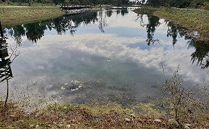 卑南溪口放鞭炮趕鳥  營建署：騷擾野生動物最高罰可30萬