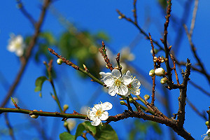 梅花盛開中！北部5大推薦不可錯過賞梅小旅行